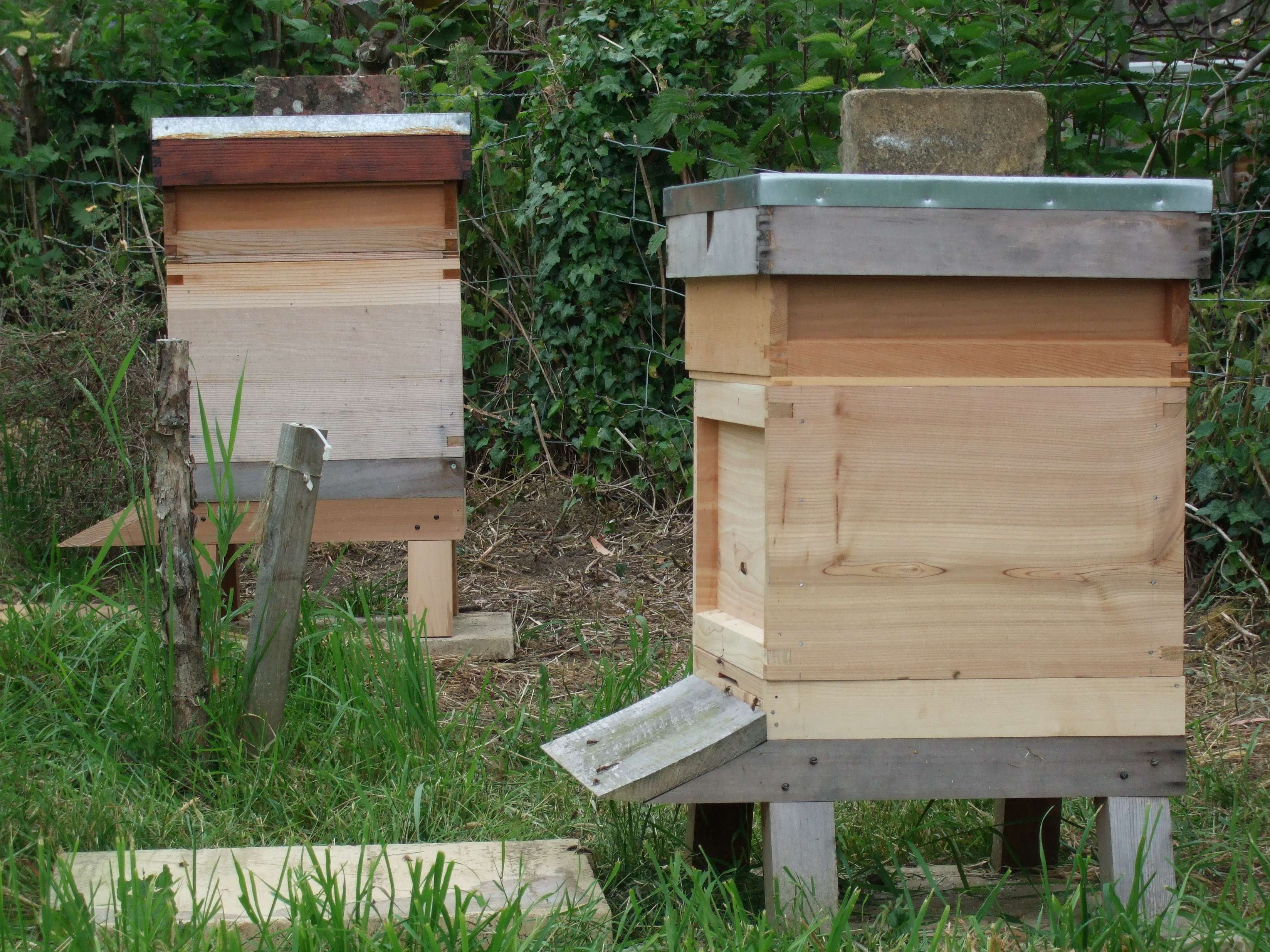 The Bees Are Back In Town Talking With Bees